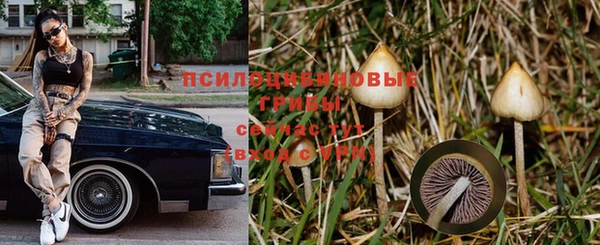 гашик Дмитров