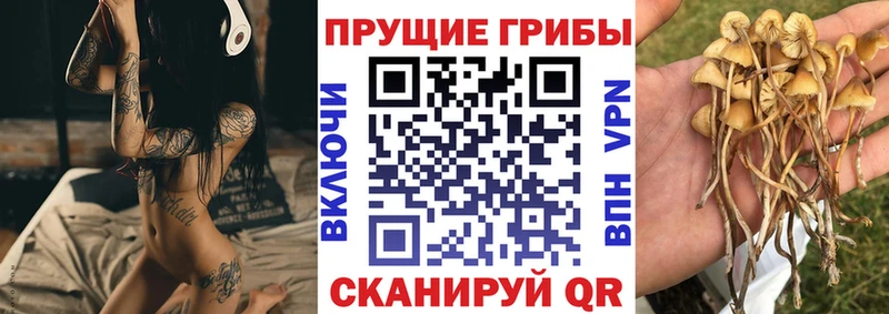 Псилоцибиновые грибы Psilocybine cubensis как найти закладки Салехард